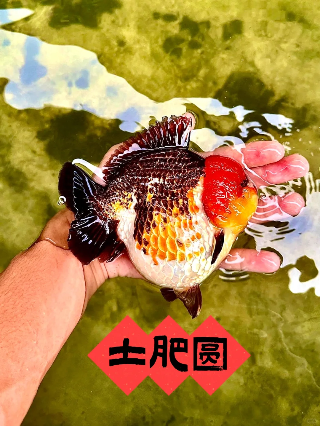 主打一个“圆”！