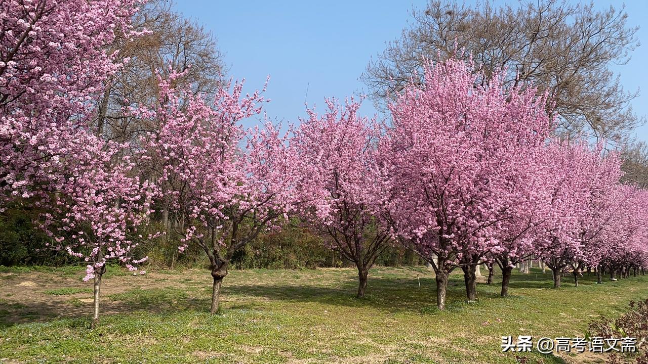 晒图笔记大赛粉嫩樱花盛开，春意盎然，快来打卡！🌸🌸🌸