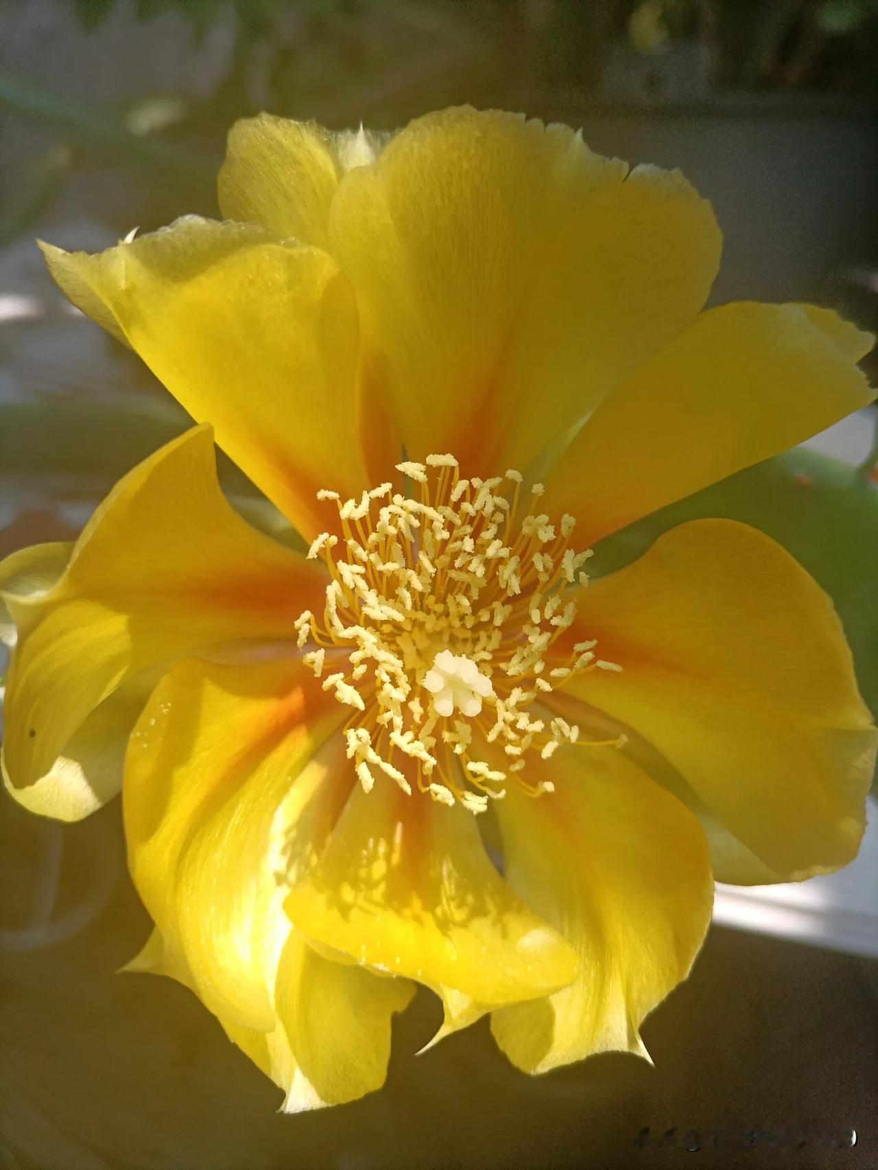 仙人掌开花了！