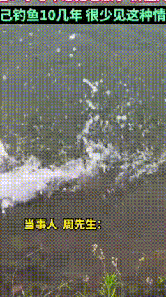 河南信阳实拍！钓上大母鳜，小鱼死跟不放，钓友果断放生
河南信阳钓友遇上罕见一幕：