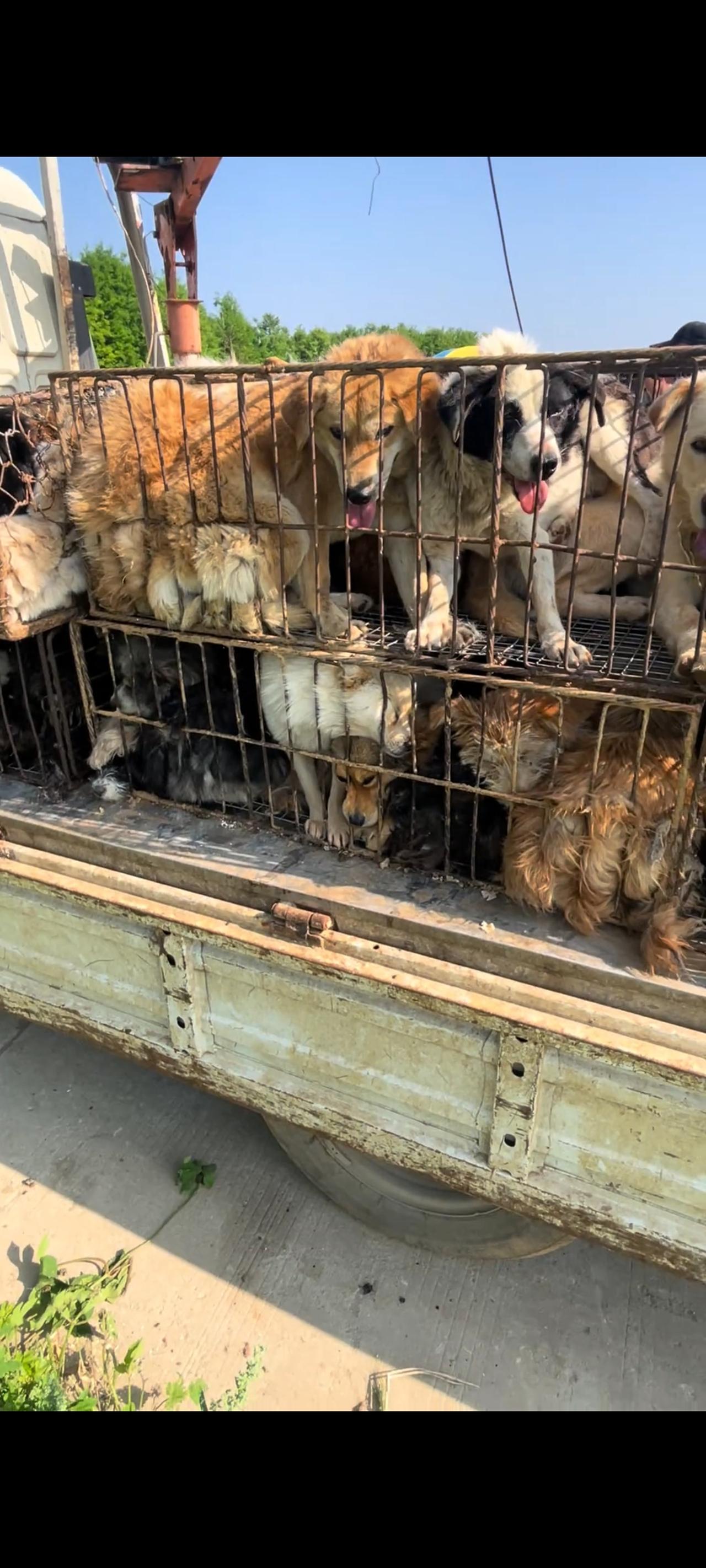 现在留给这些狗狗的时间已经是所剩无几，她们即将被送往我们的餐桌之上，此刻每一只狗