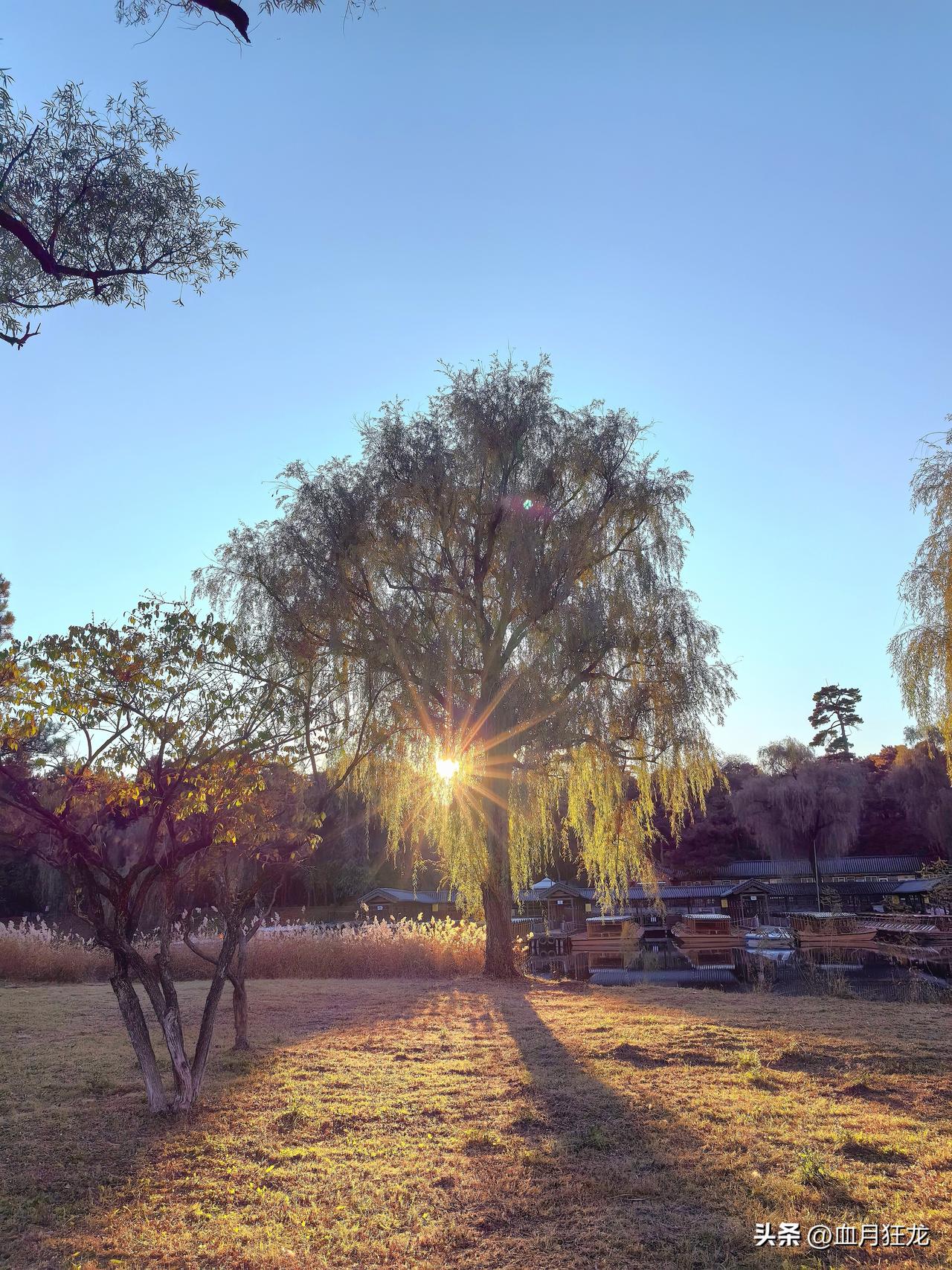 今天先说说小乌，小乌现在要被逼疯了，已经开始不择手段了！

大俄最近把小乌打的挺