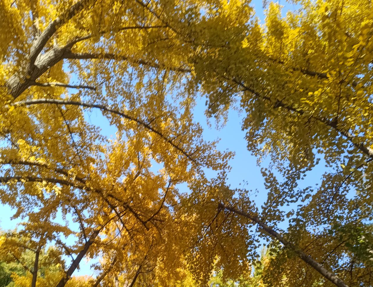 秋天的美也是很独特的啊，要是再有个佳人陪伴就更好了啊！秋天 秋天很美亦浪漫