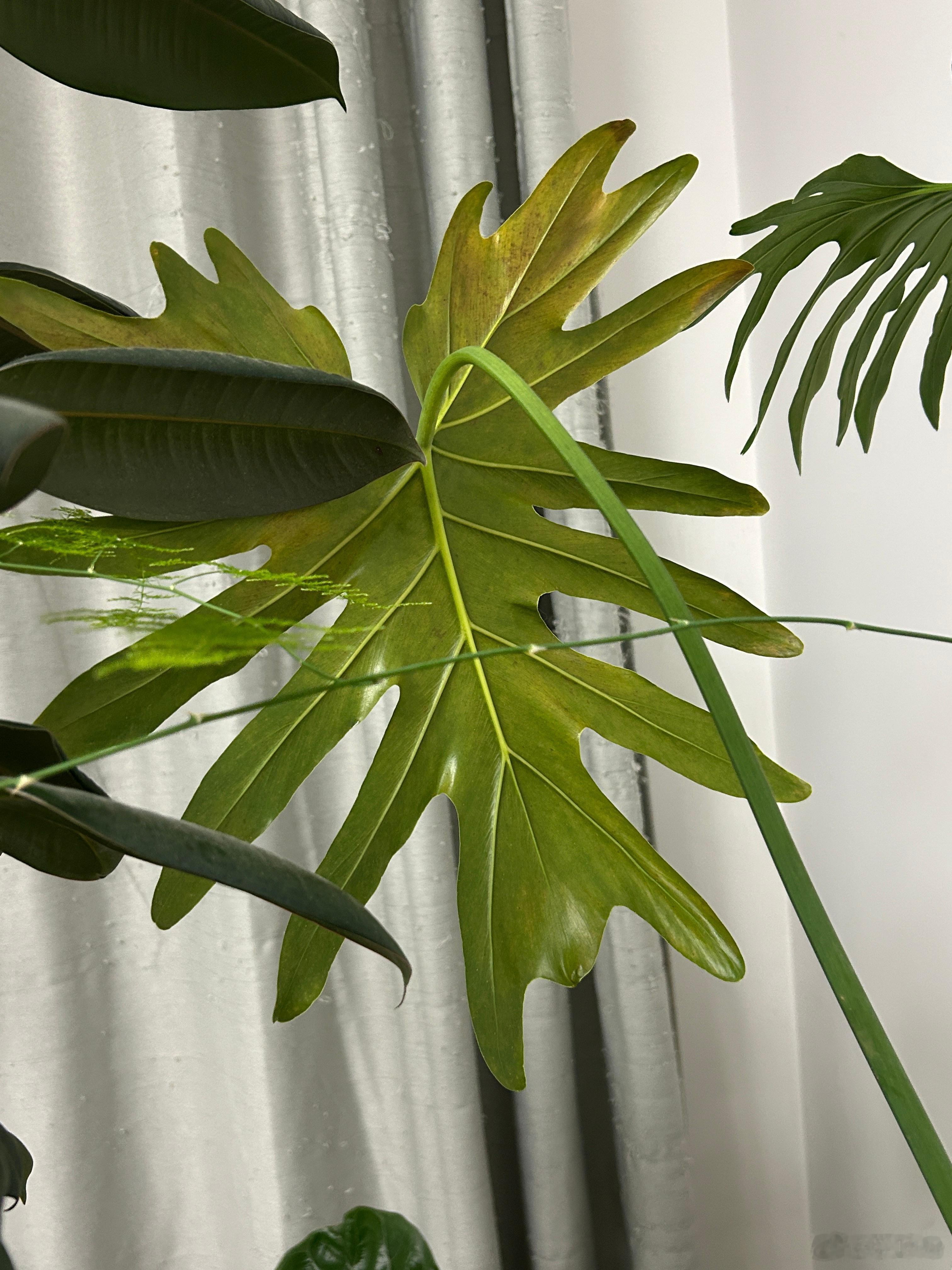 龙鳞春羽又长了一片新叶子，之前的叶子老了，都黄了 
