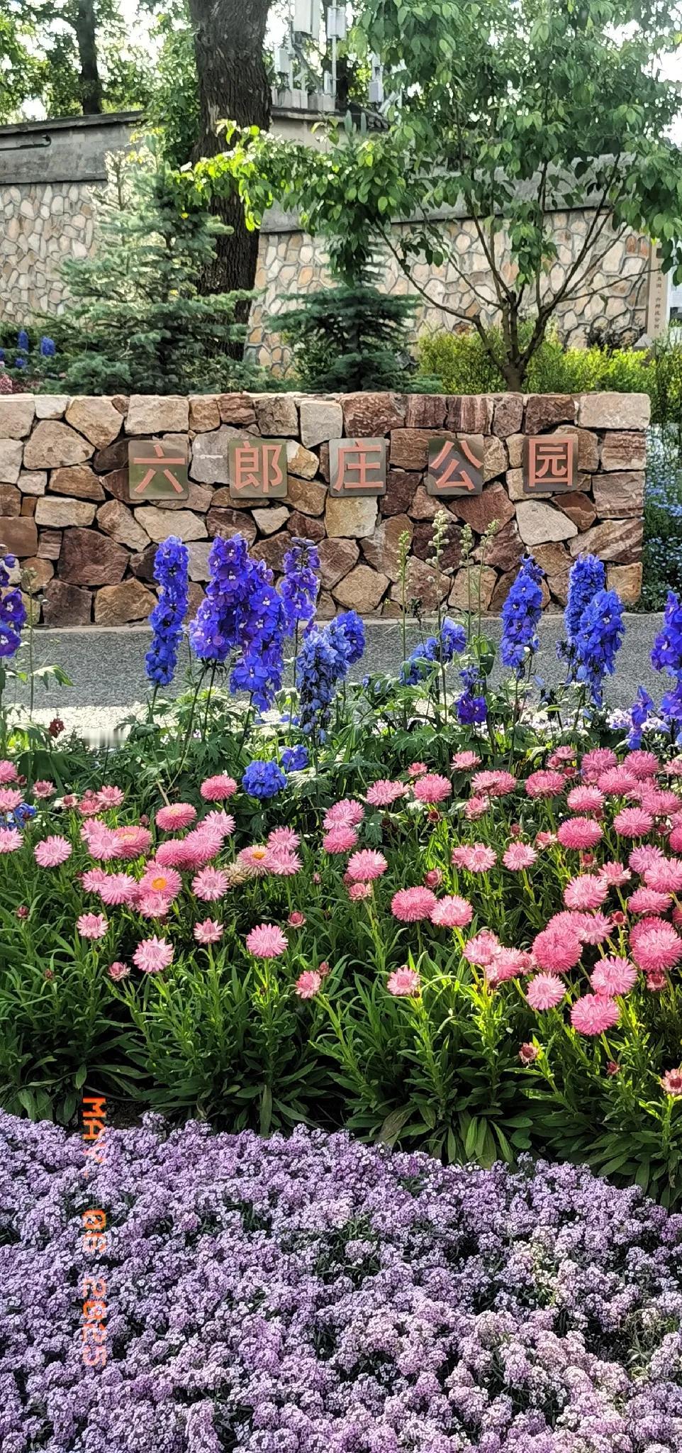 六郎庄公园的绚丽花海，色彩斑斓，美不胜收！🌸🌼🌷