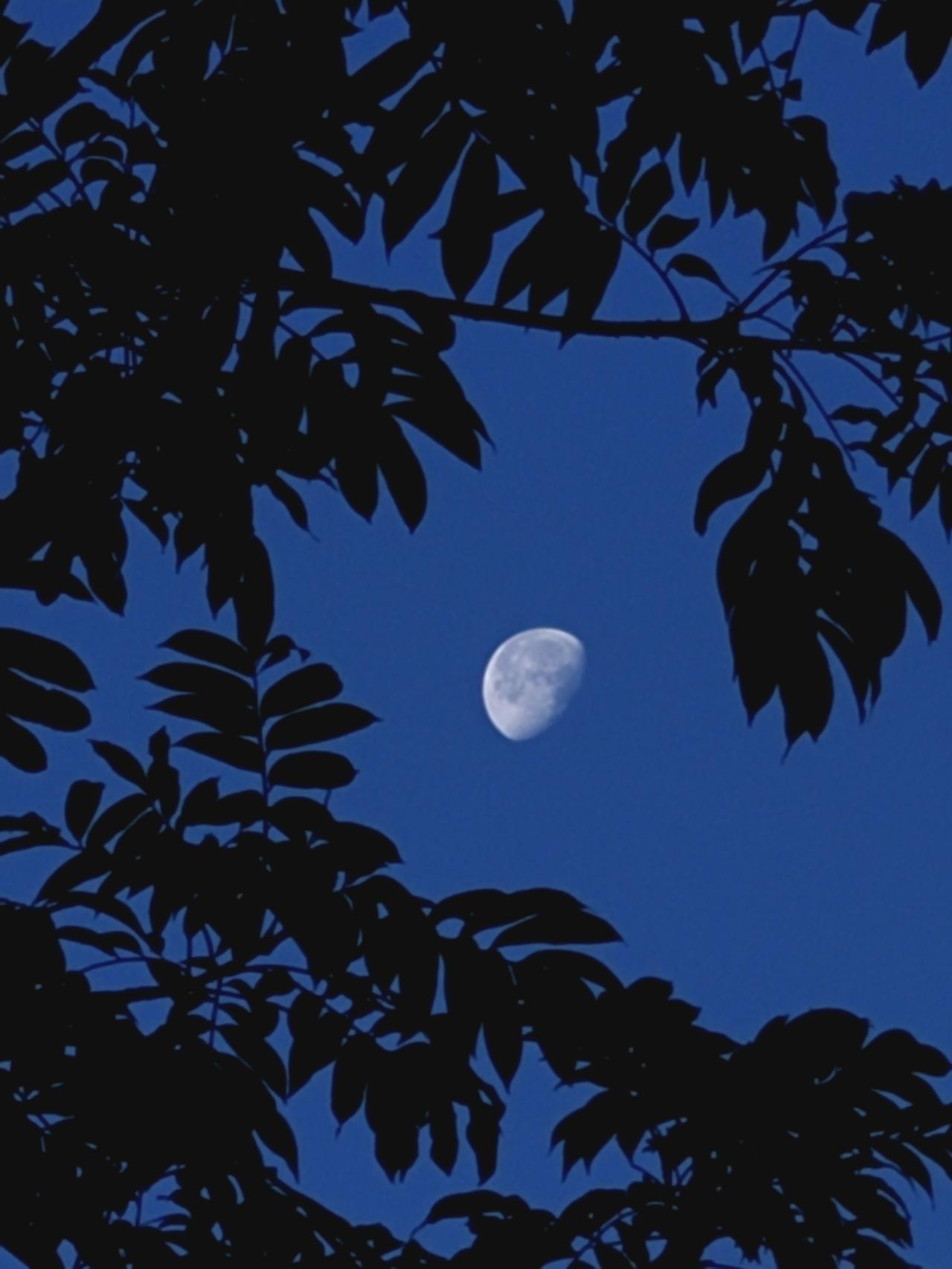 [途虫摄影]深圳清晨6点半的月亮。