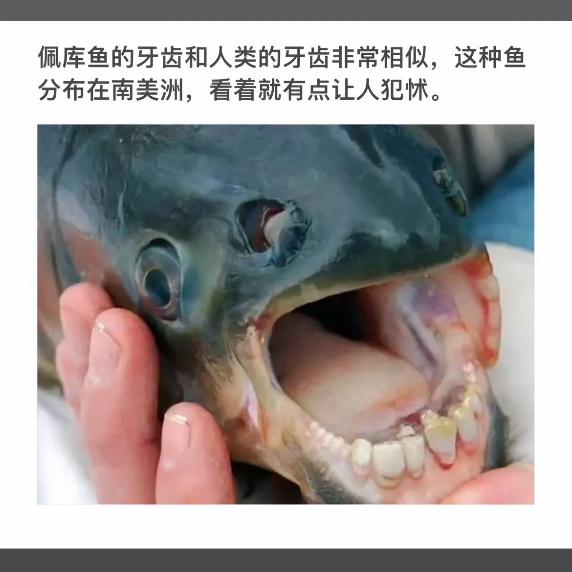 “佩库鱼的恐怖牙齿，让人不寒而栗！”😱🐟🦷