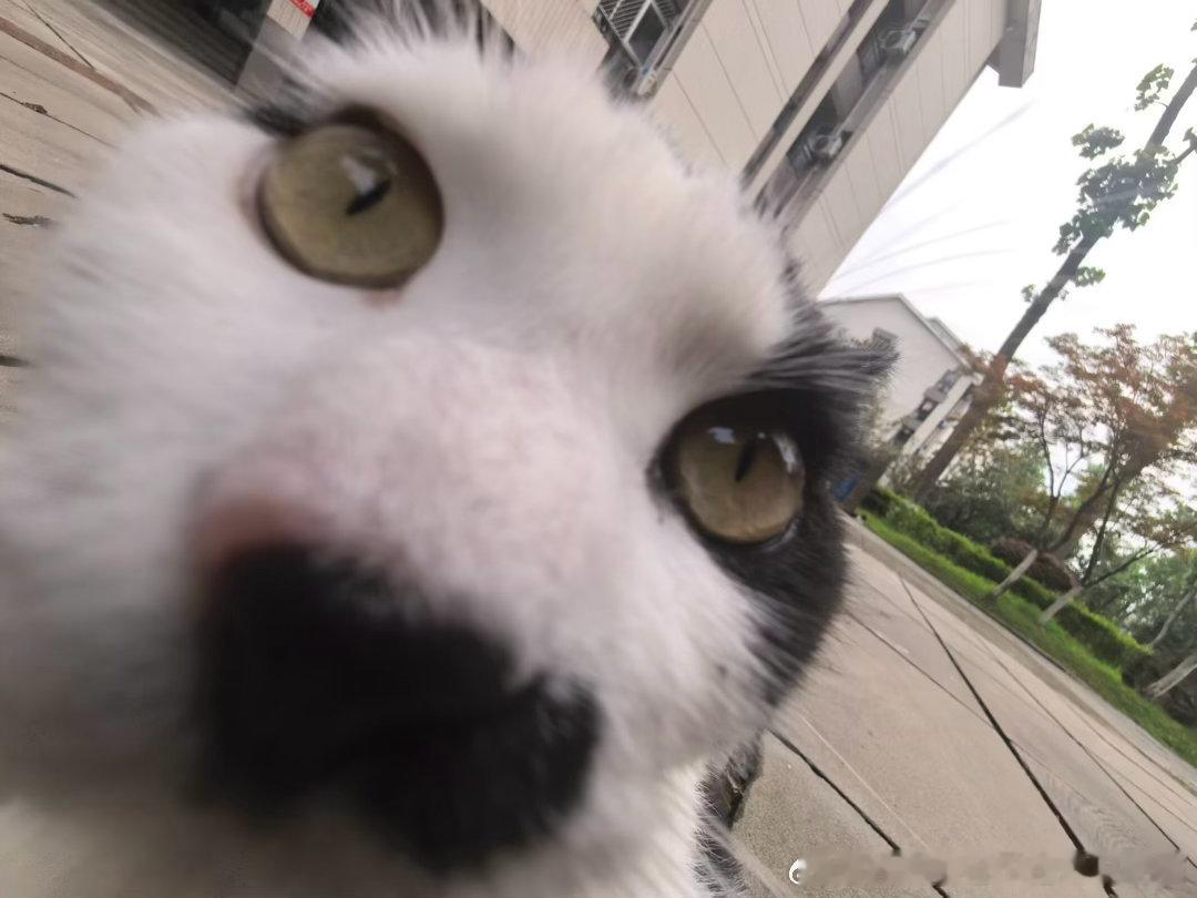 50218【丑猫】牛。 