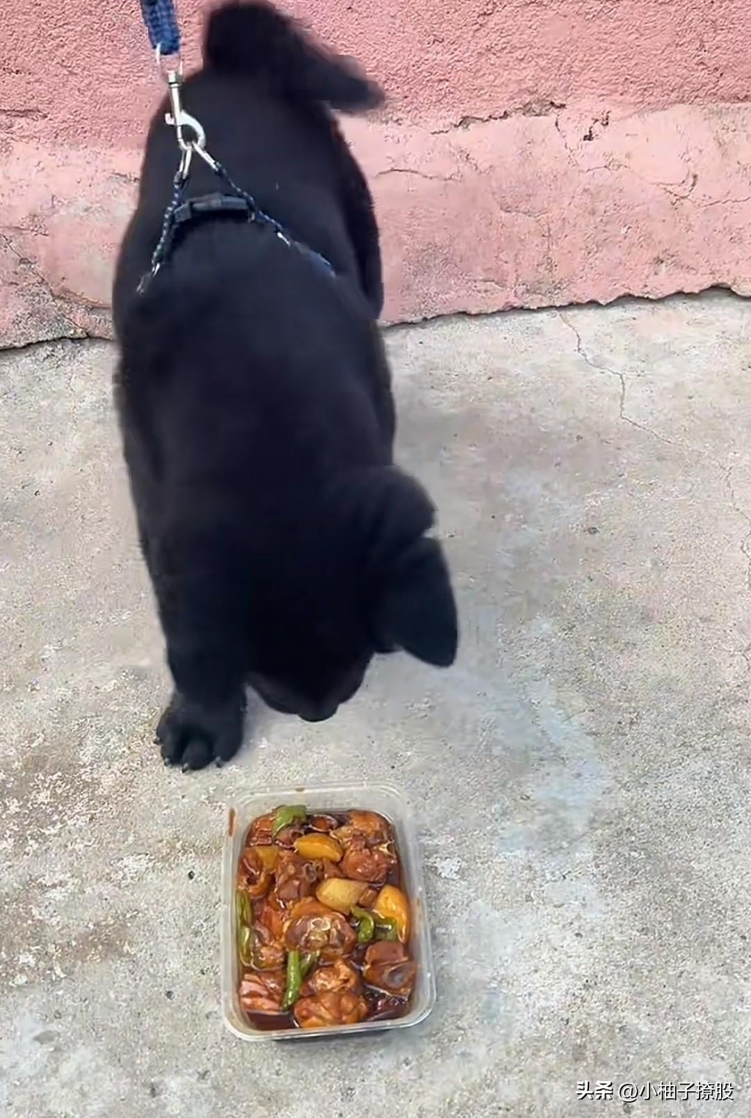 这两天怎么回事，一刷视频就给我推送用预制菜喂🐶的视频，然后🐶都不愿意吃，它们