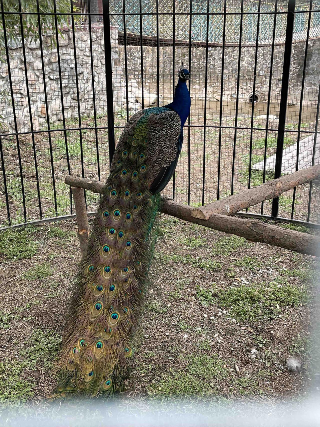 文学创作大会昨天去上川村景区，看到围网里一只孔雀，我在云南也看过成群的孔雀，却没