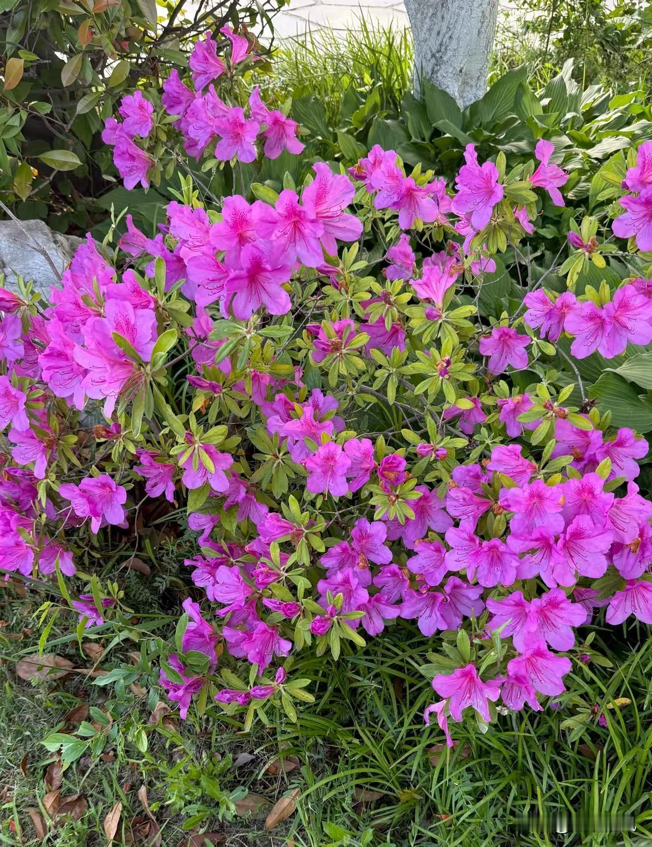 春天把翅膀给了夏
夏一接住
日子便疯了般
往盛夏里赶
蝴蝶还来不及传递情书
就被