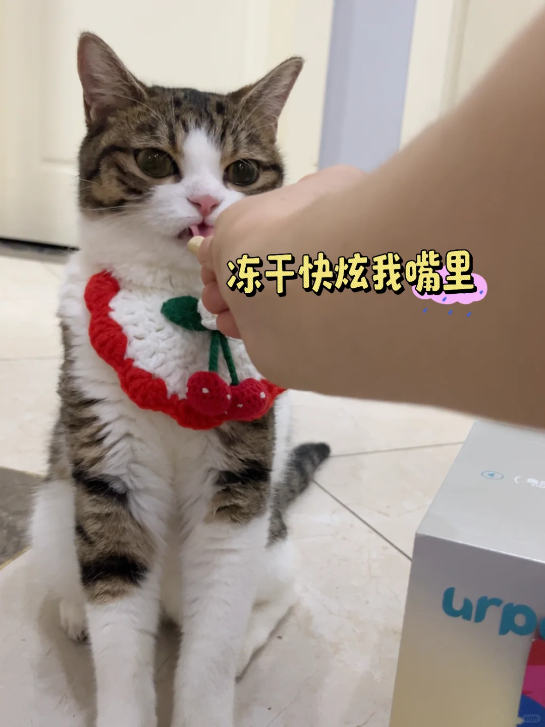 肚皮空荡荡，麻麻没把猫粮放