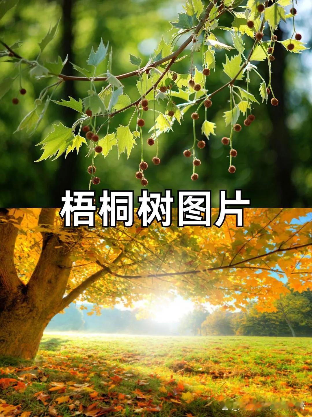 标题：表弟永康
      我的表弟，是我小姑的儿子，今年64岁，个子不高，约有