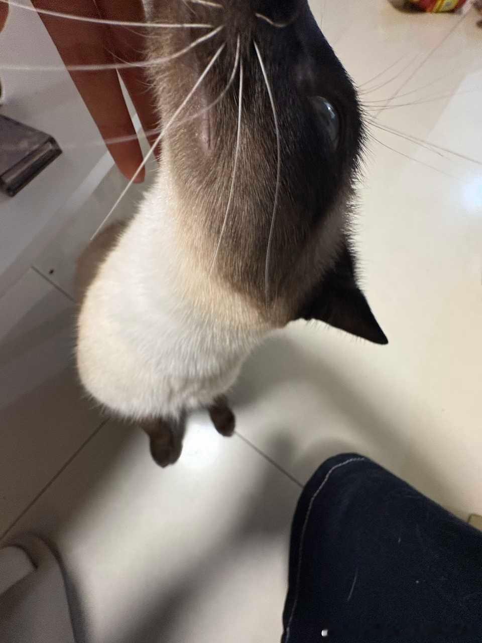 49607【丑猫】此乃何物 