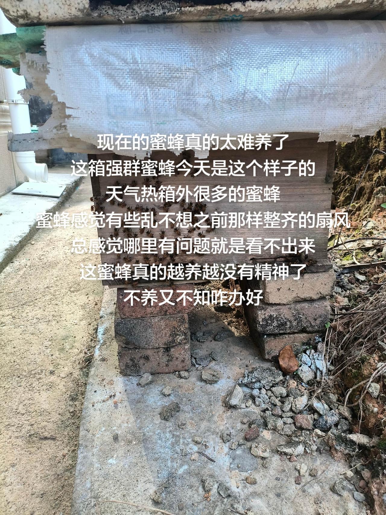 现在的蜜蜂真的太难养了
这箱强群蜜蜂今天是这个样子的
天气热箱外很多的蜜蜂
蜜蜂