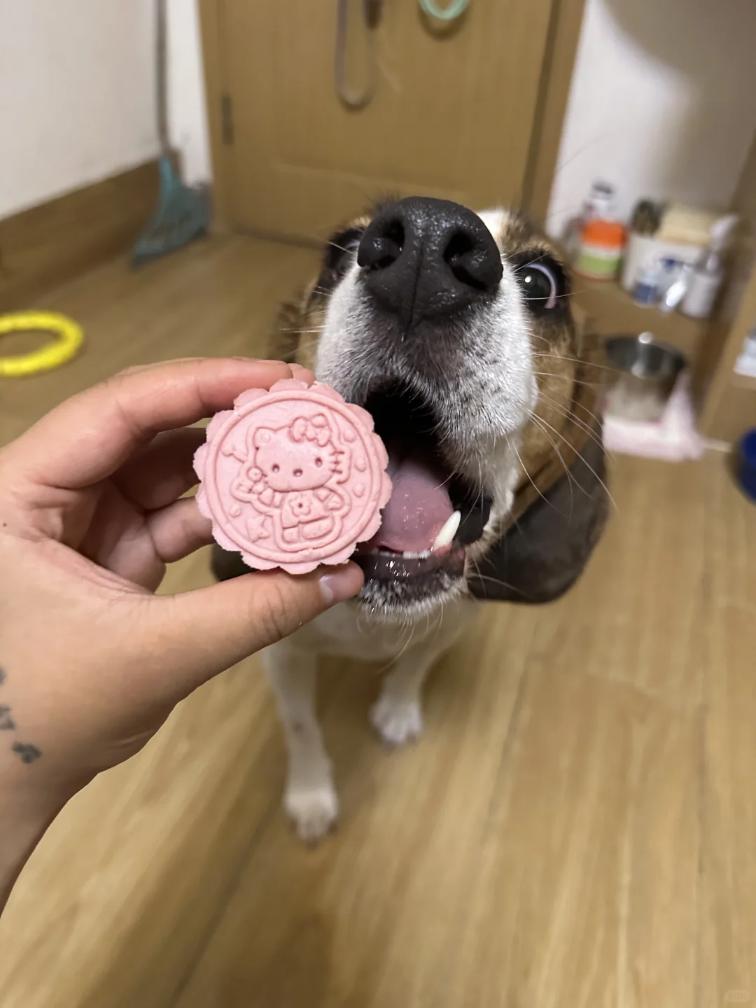 小狗吃月饼🥮