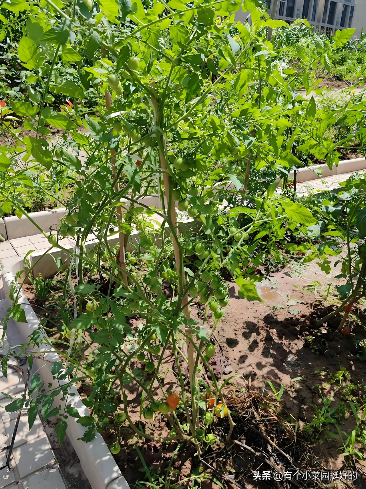 邻居王哥的西红柿遇到难题了，你看我说的对吗？
 
我和王哥住一个院，他是今年刚开