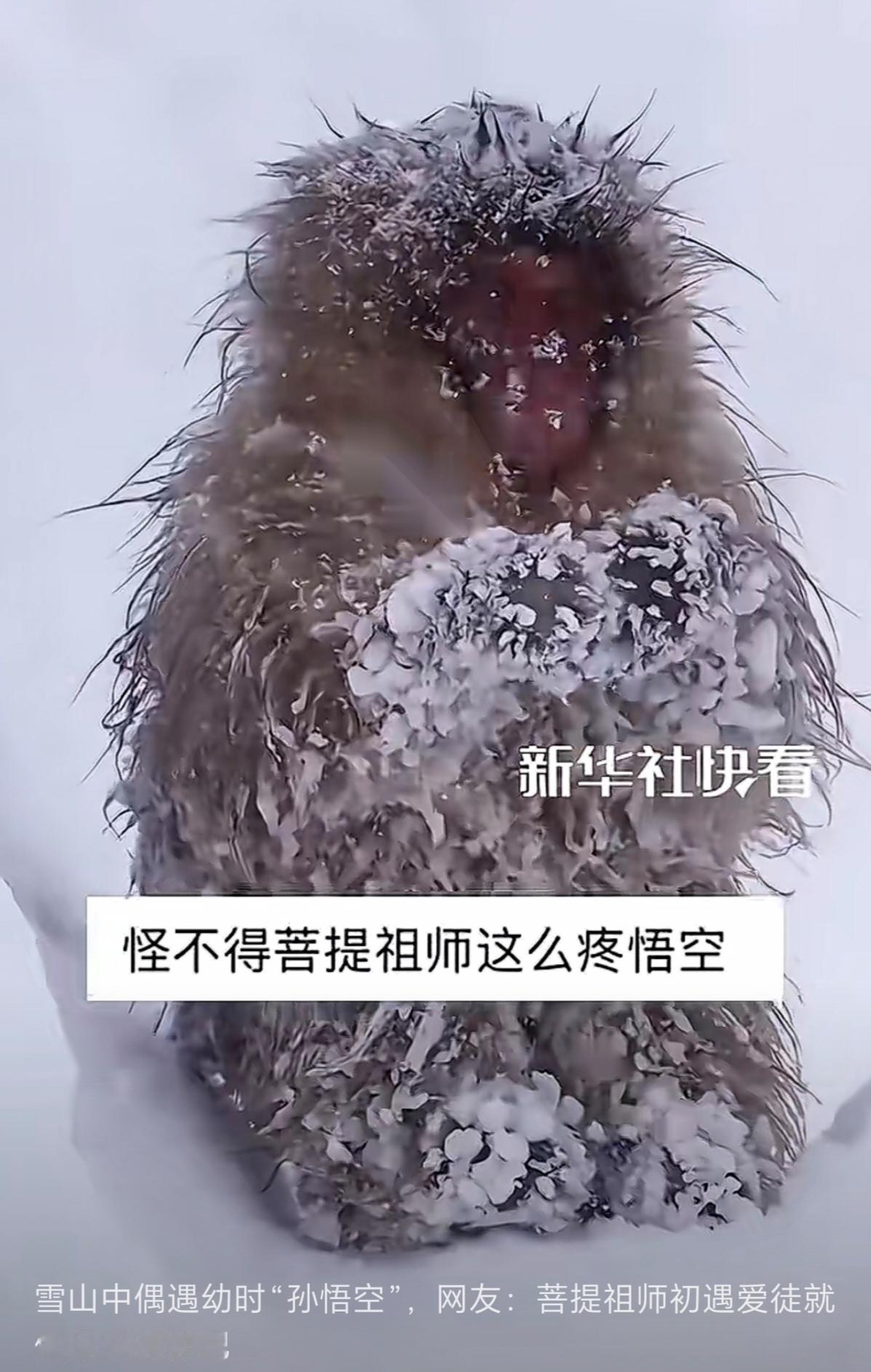 看到这只雪山中的可爱猴子，是不是想到了年幼时候的孙悟空。这个样子，看起来萌萌的，