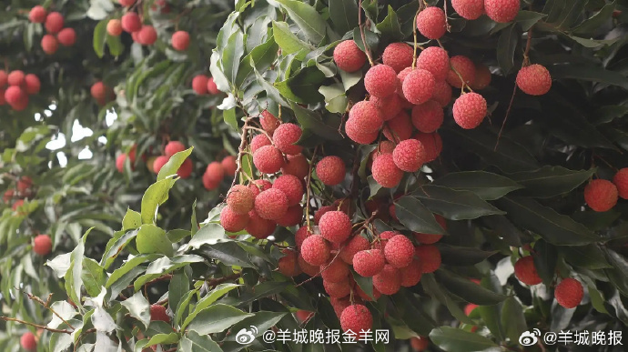 【广东给“荔”三重奏：#从岭南佳果到世界名片#】#羊晚快评#逛荔枝文创市集、体验
