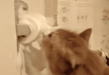猫猫全方位多角度嚯嚯卫生纸 