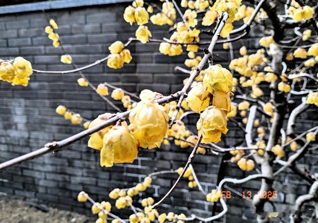 共祝佳节家兴旺。