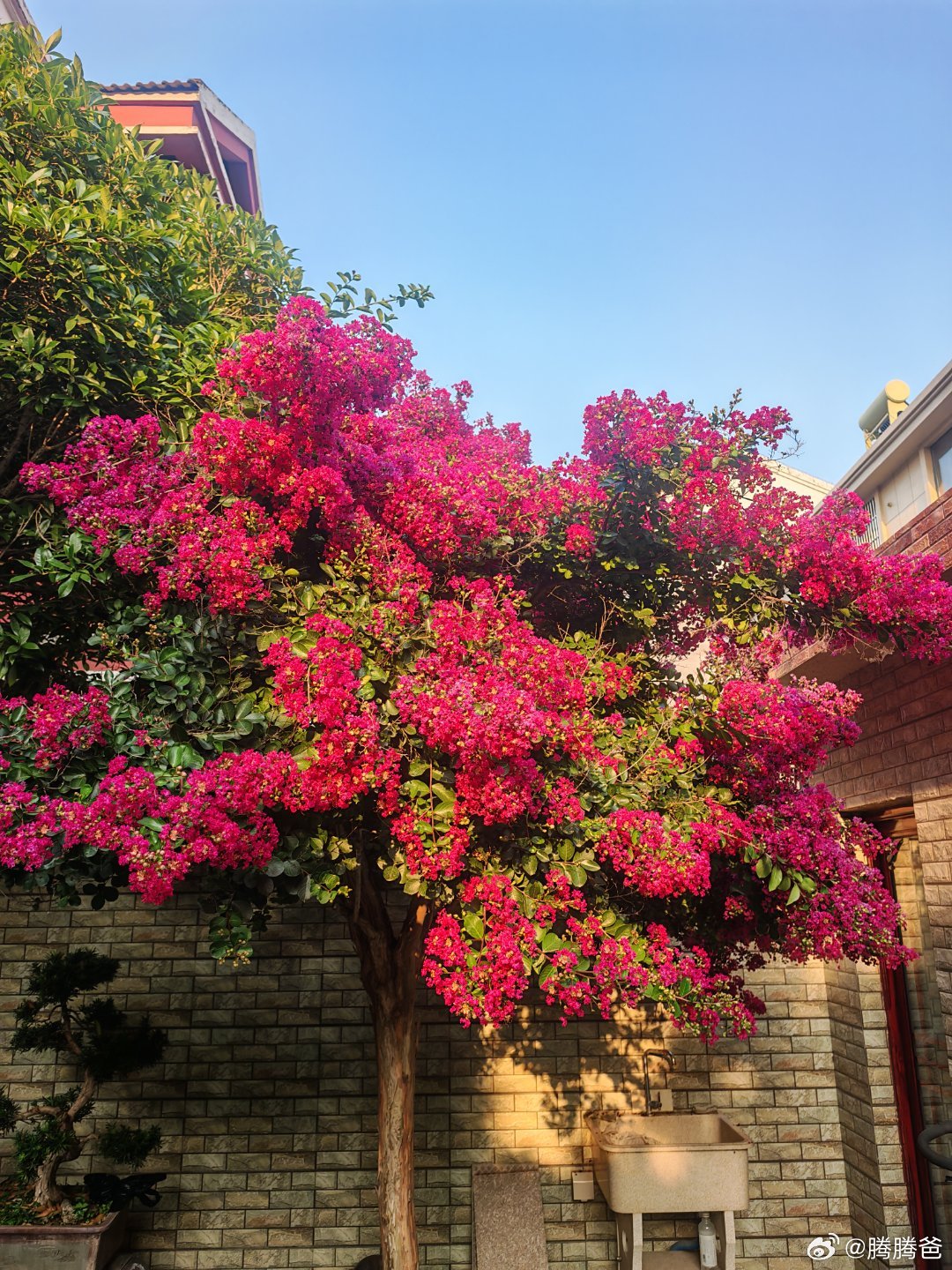 一树繁花。