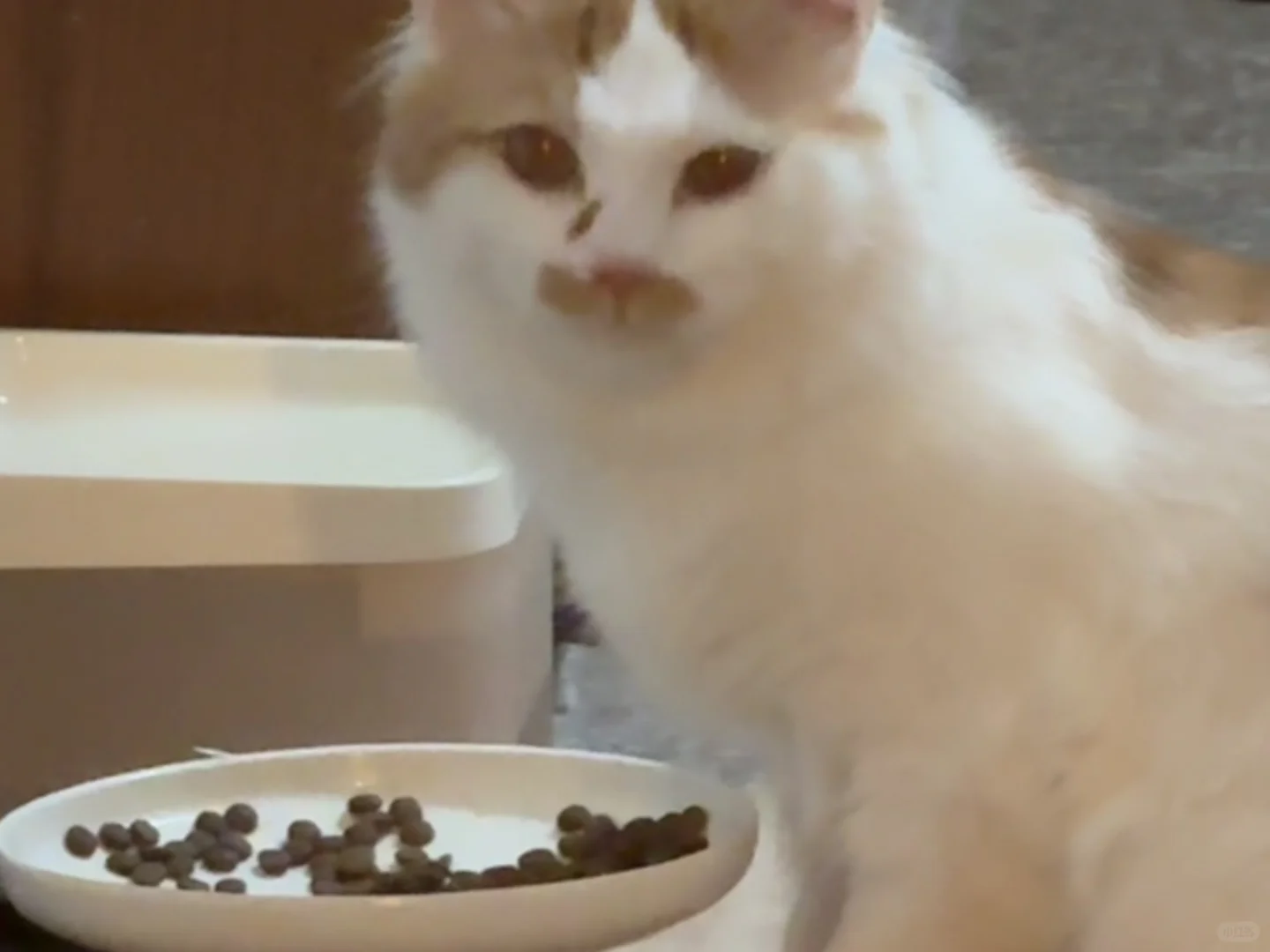 猥琐小猪咪