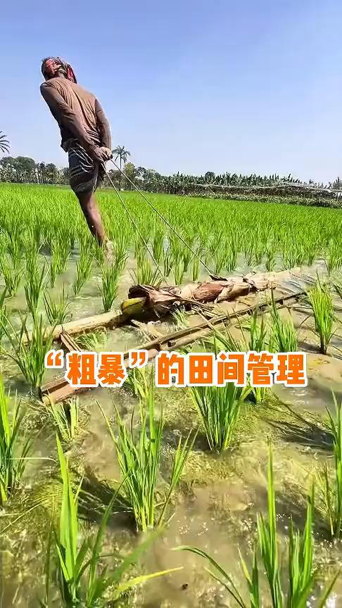 "粗暴"的田间管理。
大家看，孟加拉农民正拉着一张梯子在稻田里行走，这看似离谱的