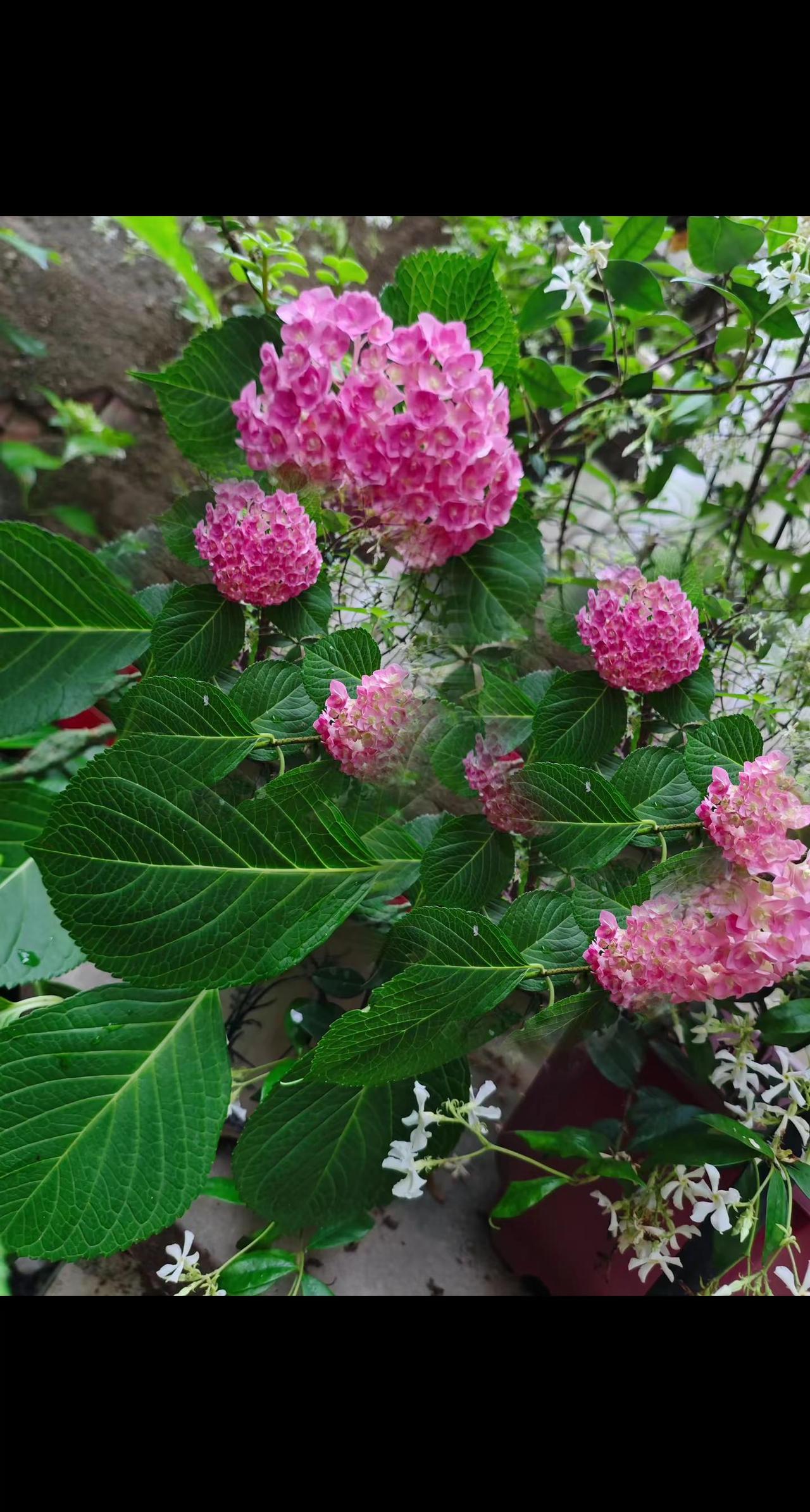漂亮的绣球花来喽
