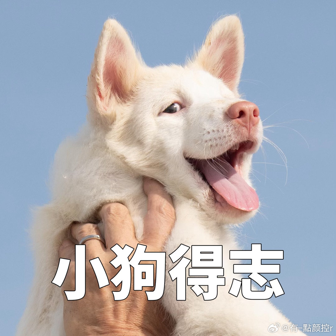 姥姥的外孙团队新作心犬相随定档 “我的梦想很简单，想要一个温暖的家，和爱我的人。