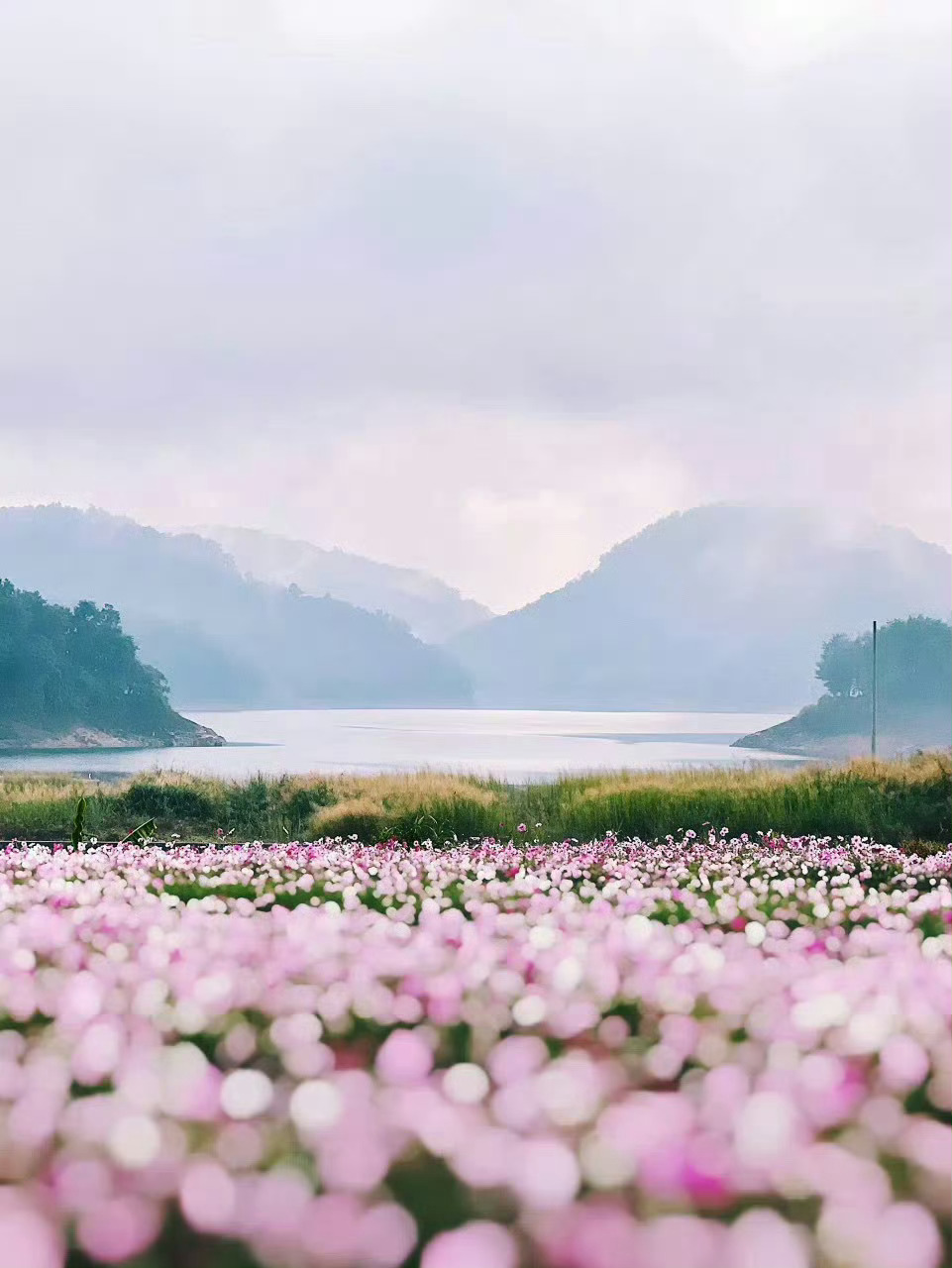 云南·芒市，走在路上棕榈树遍地，处处是热带雨林的自然风光。寺庙、佛塔林立，随手一