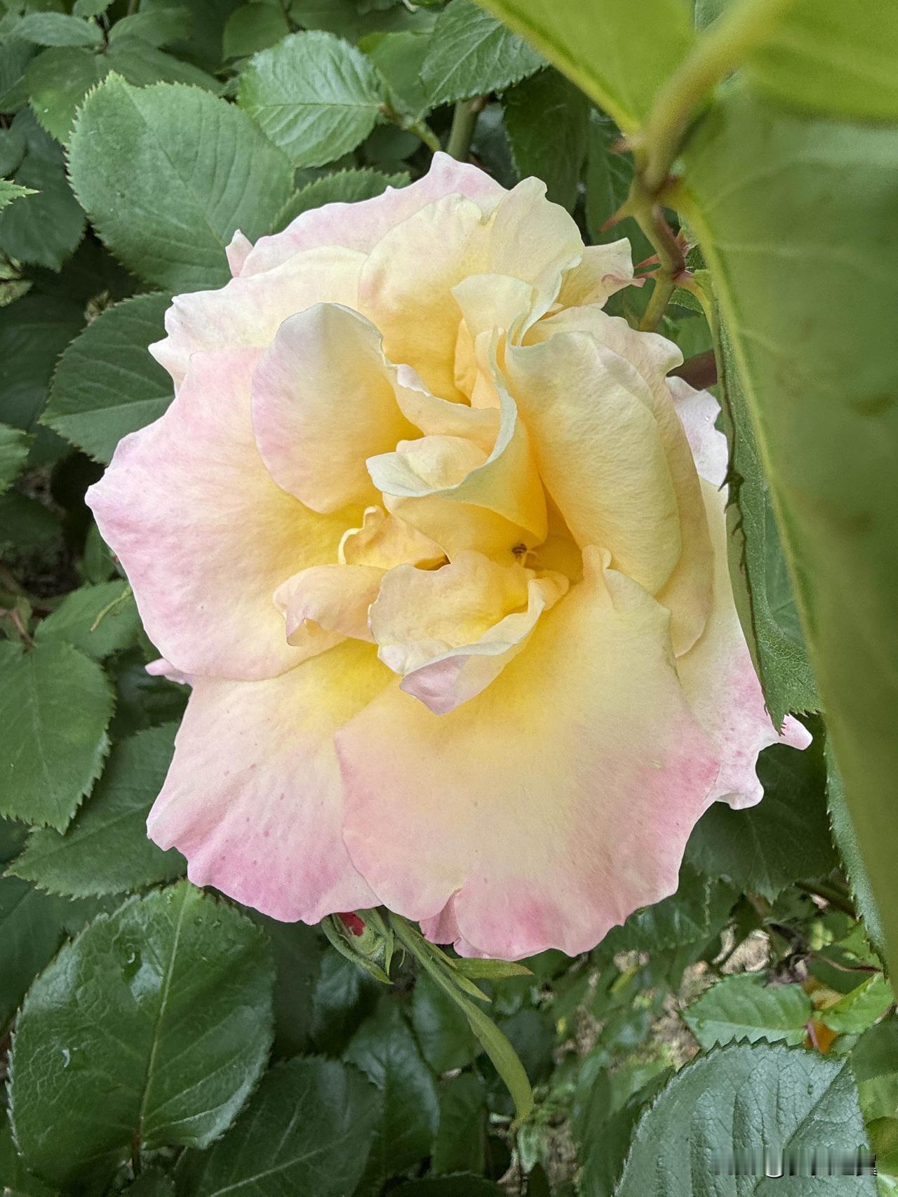 【小对联】
上：语种；
下：……？