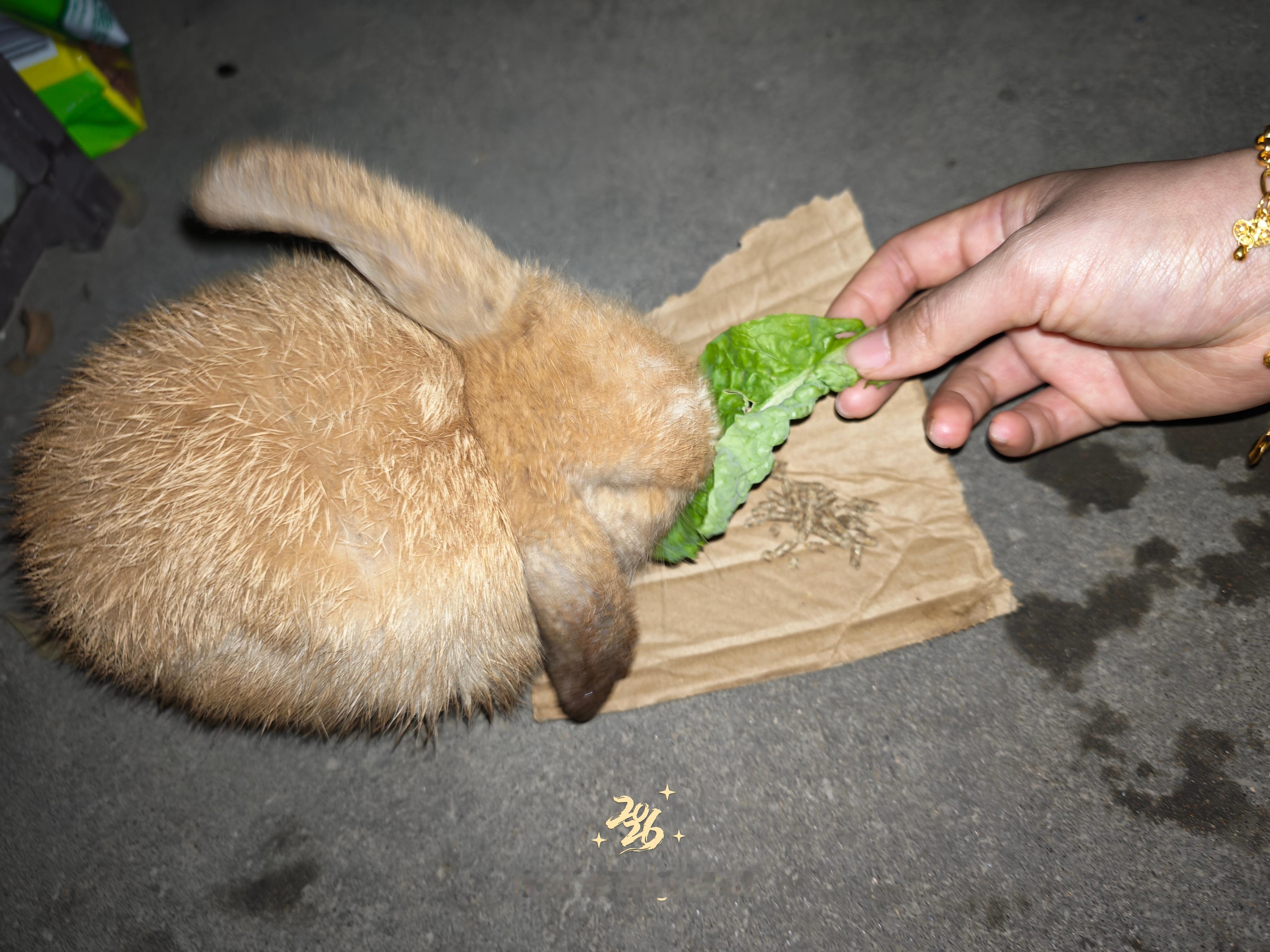 每天晚上都是刷到兔子才想起来后门还有只别人的兔子 人过年 忘带回家了吃着吃着睡着