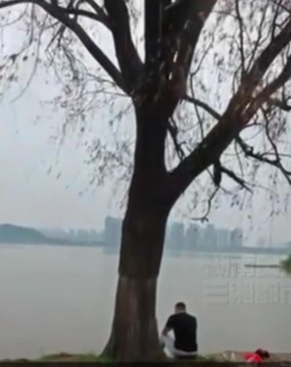 长沙网红“海景柳树”濒临死亡：人为环剥树皮，救不回来了😭

昔日打卡胜地，如今