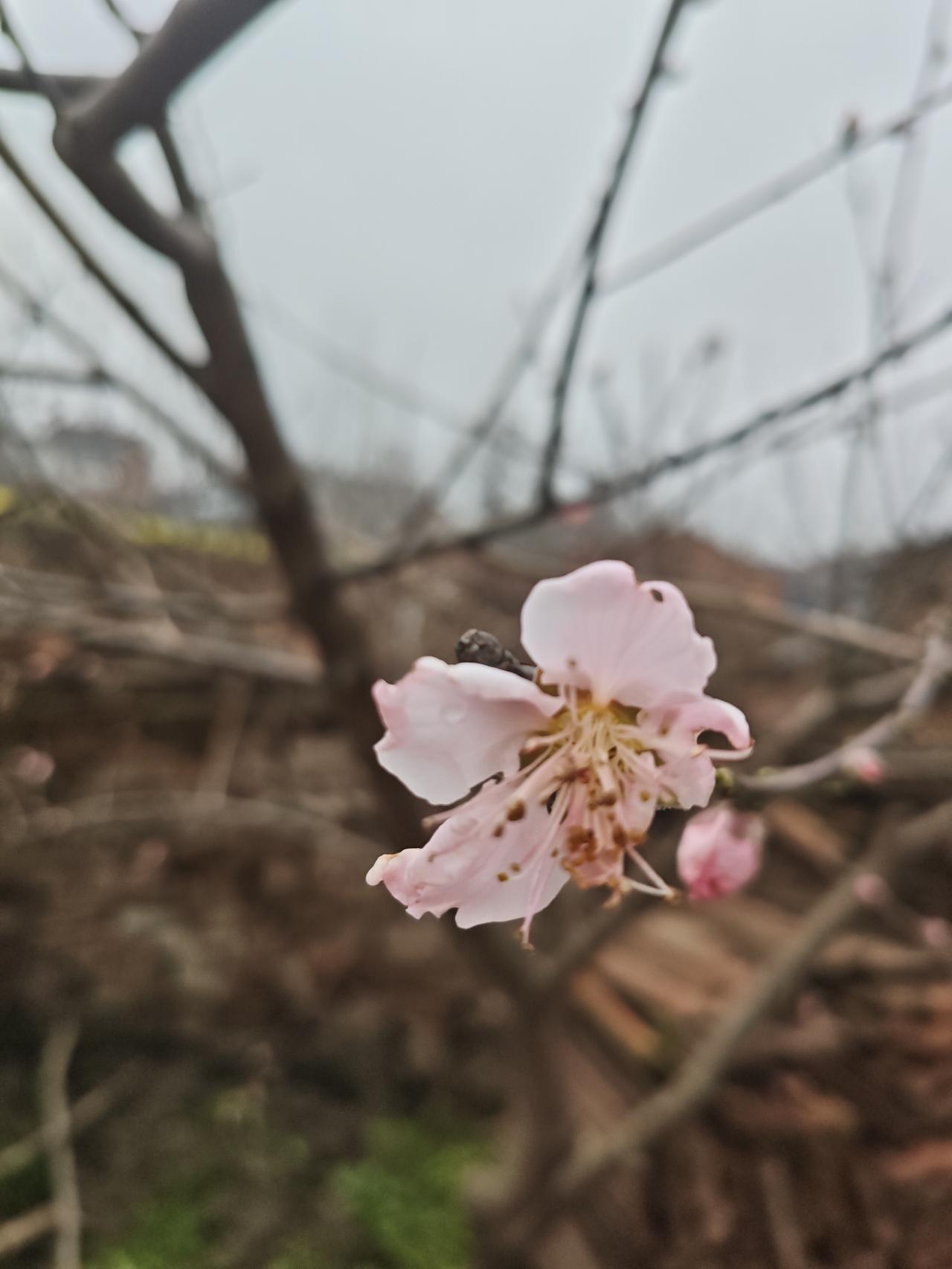 记录我的2026春天来了