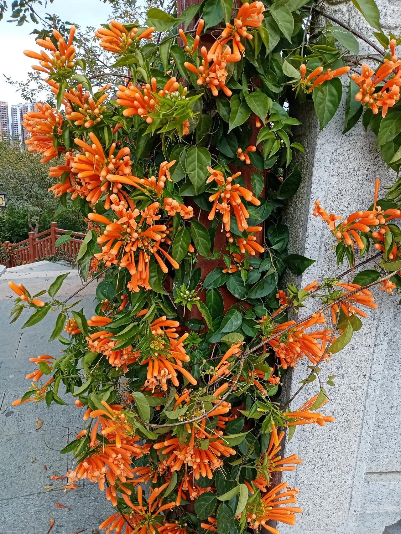 玉龙公园鲜花艳

春节风光好，南国春意浓。
大年初三，我们到玉龙公园游玩。顺着铁