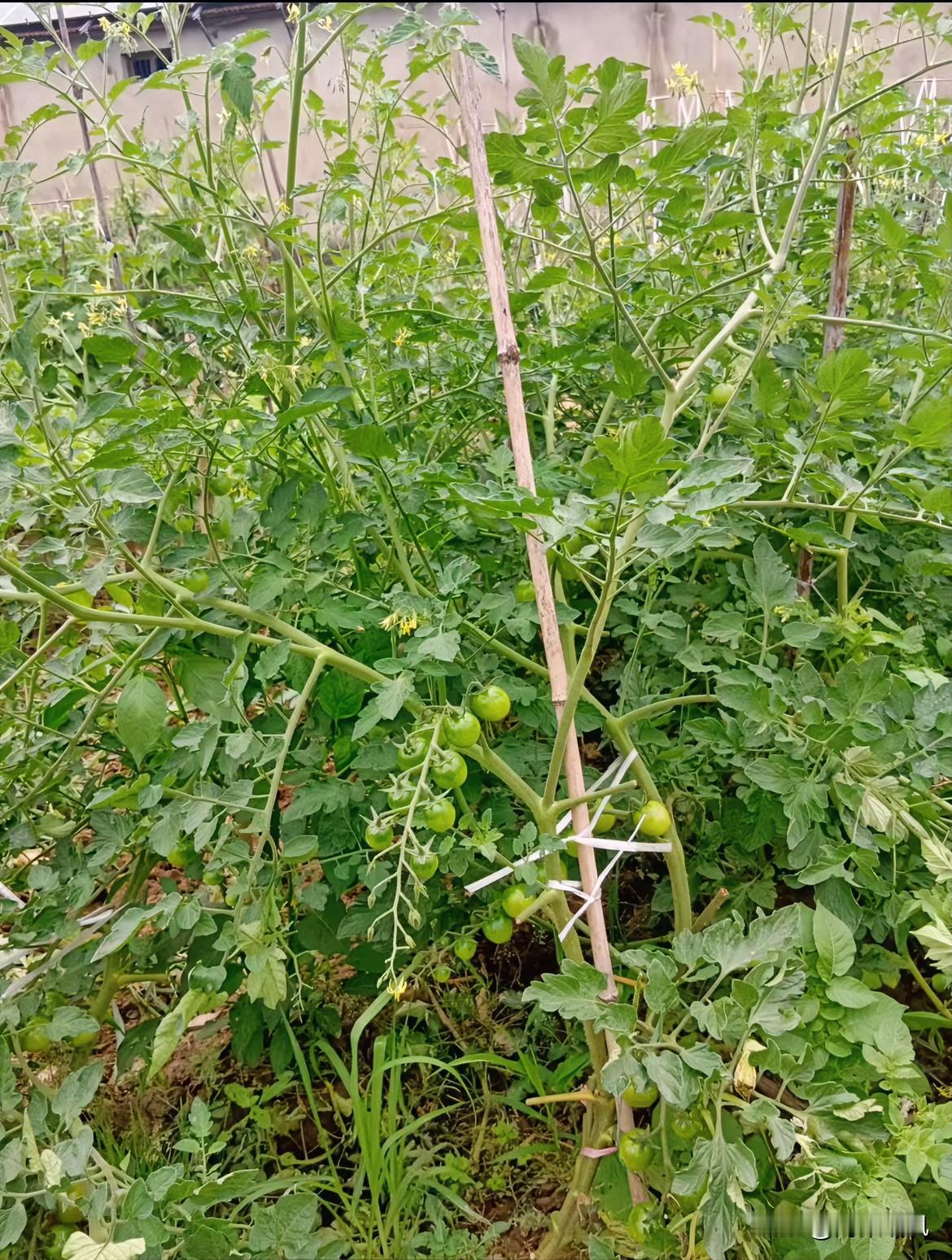 这就是我家菜园里的小番茄苗，现在挂满了青溜溜的小果子，看着就喜人。

每天浇浇水