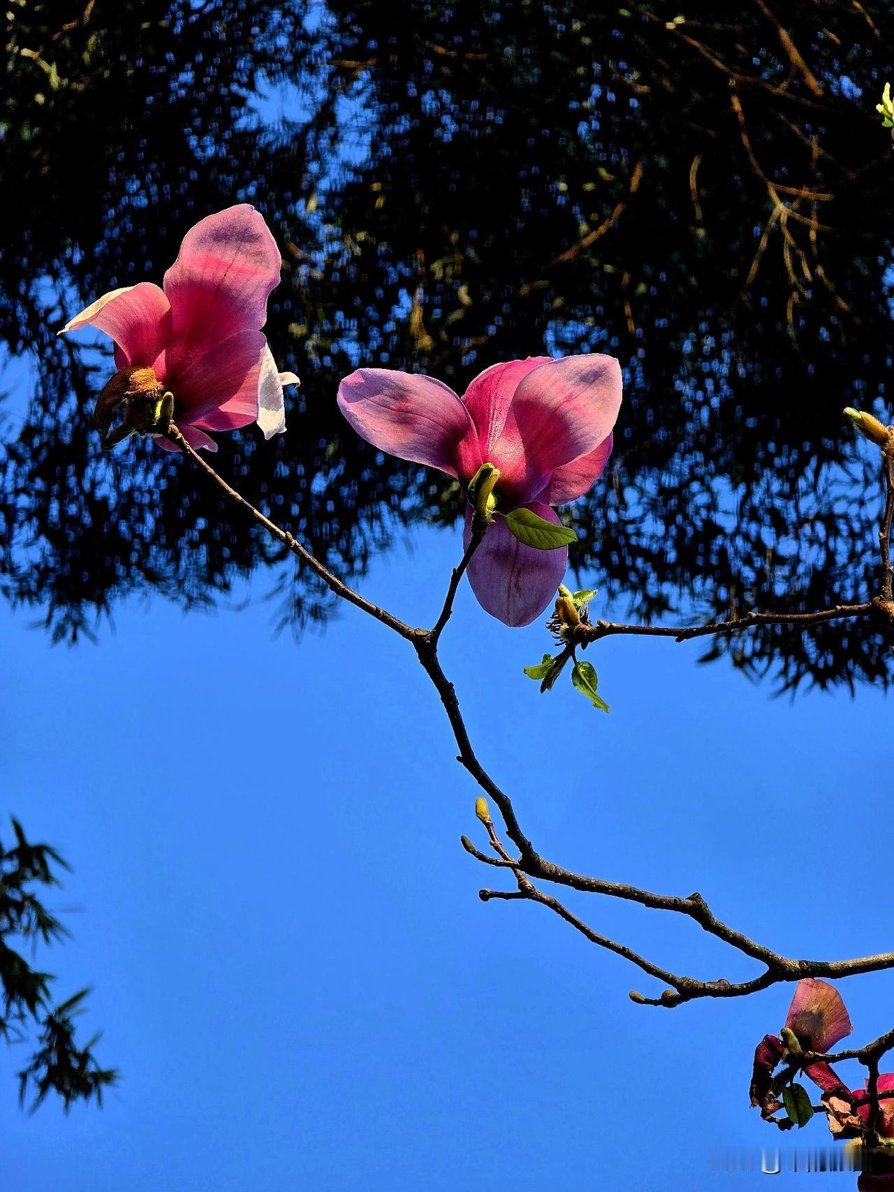 今日龙抬头 · 春分
龙抬头，抬起了整个春天的眉眼
春分，刚好抵达温柔的边界
二