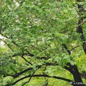 绿荫葱茏，九曲连波，亭台楼阁，好一幅江南水上园林美景 