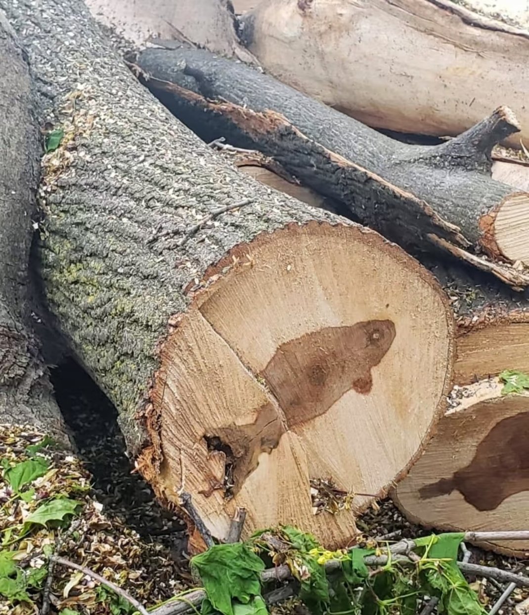 神奇的大自然传奇有些树在他们的环中形成不寻常的形状或符号。当树围绕破坏，疾病或环