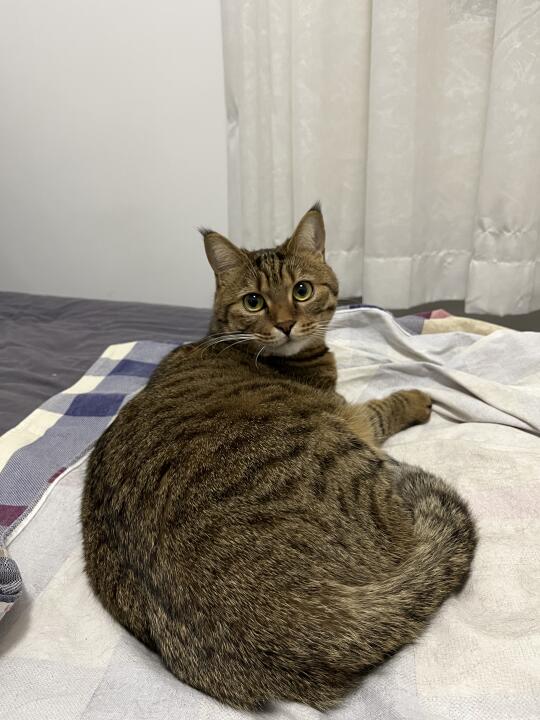狸花猫变成大卡车的概率是……