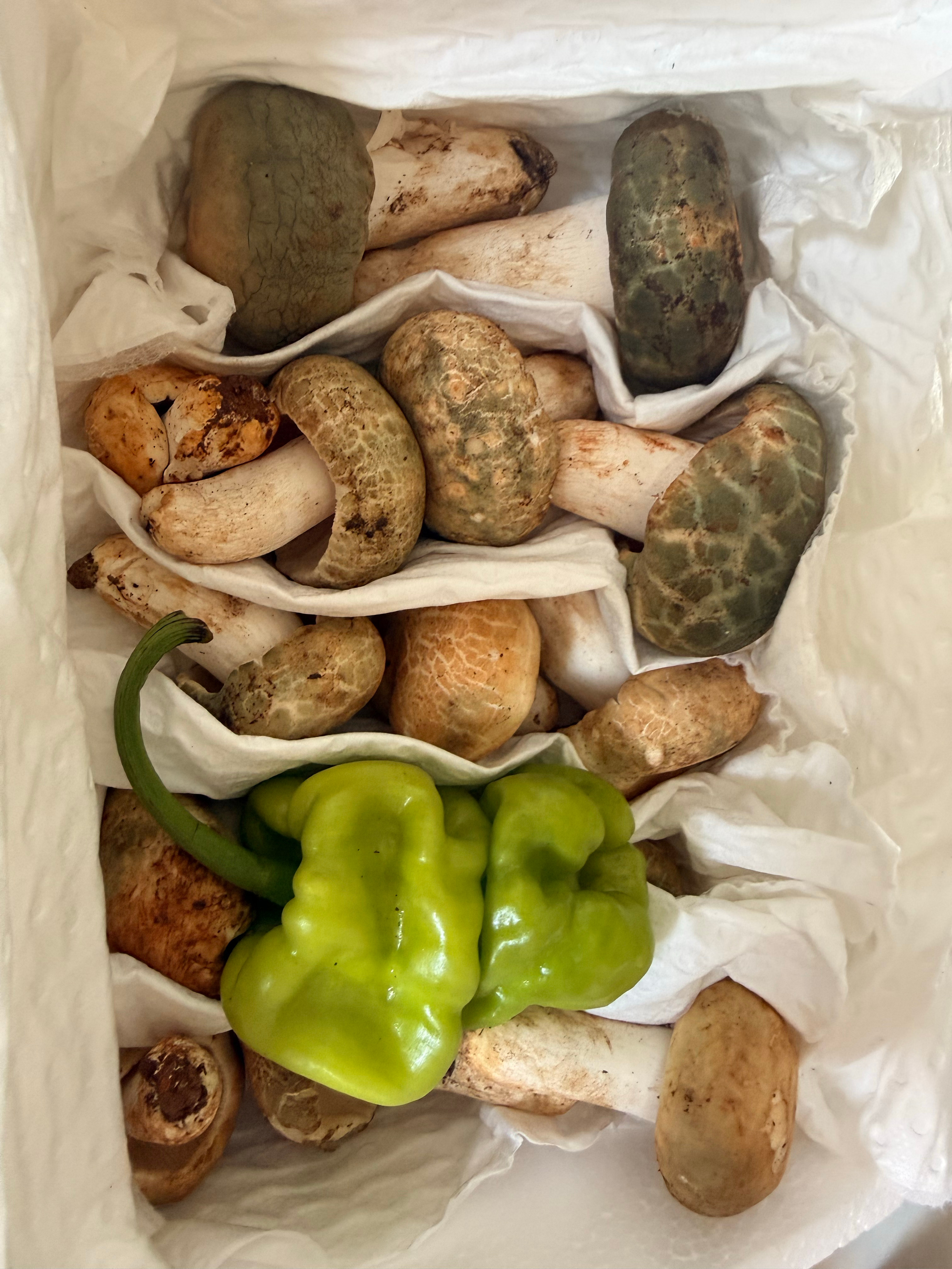 青头菌，直接放锅里煎，撒点盐，简单美味 