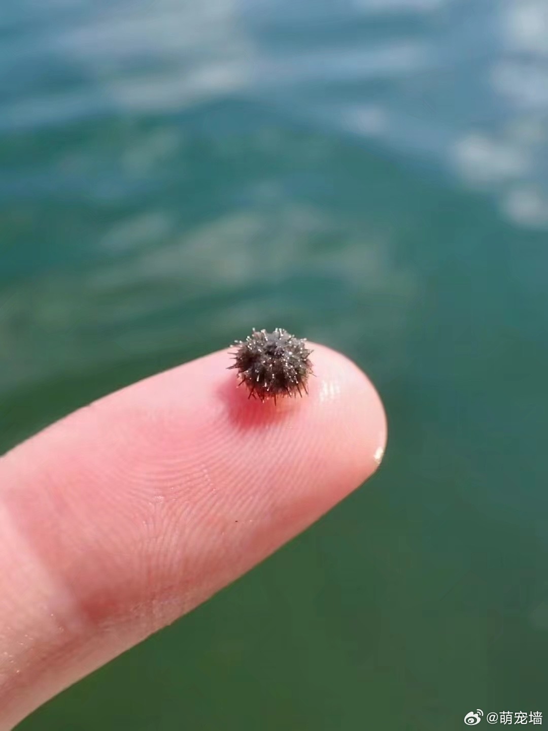 分别是海星宝宝、河豚宝宝、翻车鱼宝宝、海胆宝宝、六角龙宝宝、海鞘宝宝 