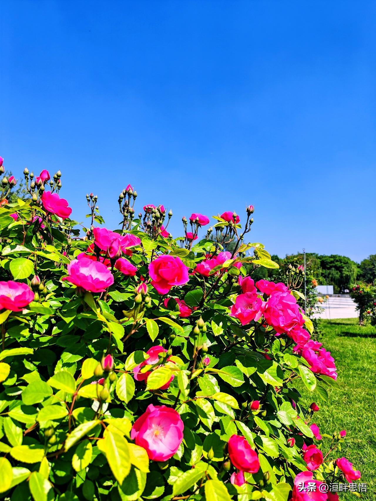 红艳映碧空，芳菲满园中。🌸🌞
