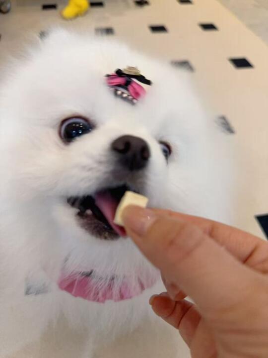 这吃相绝对疯狂啊！