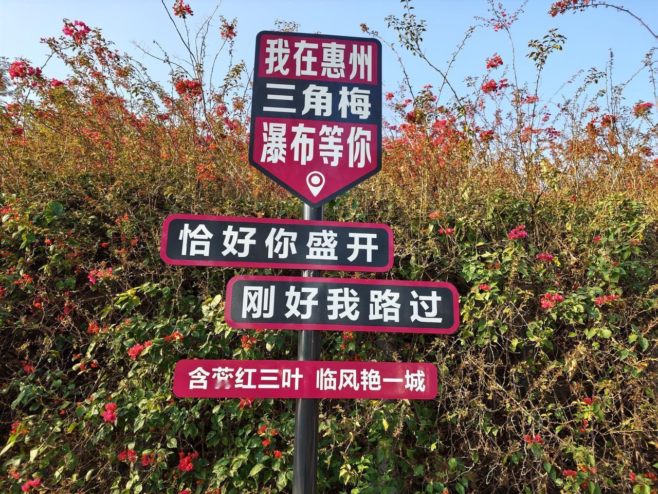 含蕊红三叶
临风艳一城