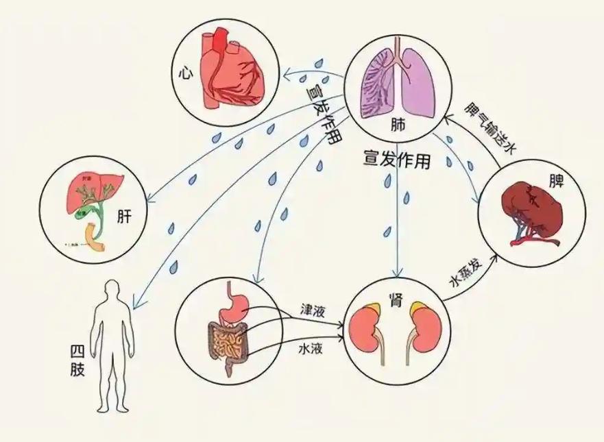 五脏调理，心病从肾治、肾病从脾治、脾病从肝治、肝病从肺治、肺病从心治。

心病从