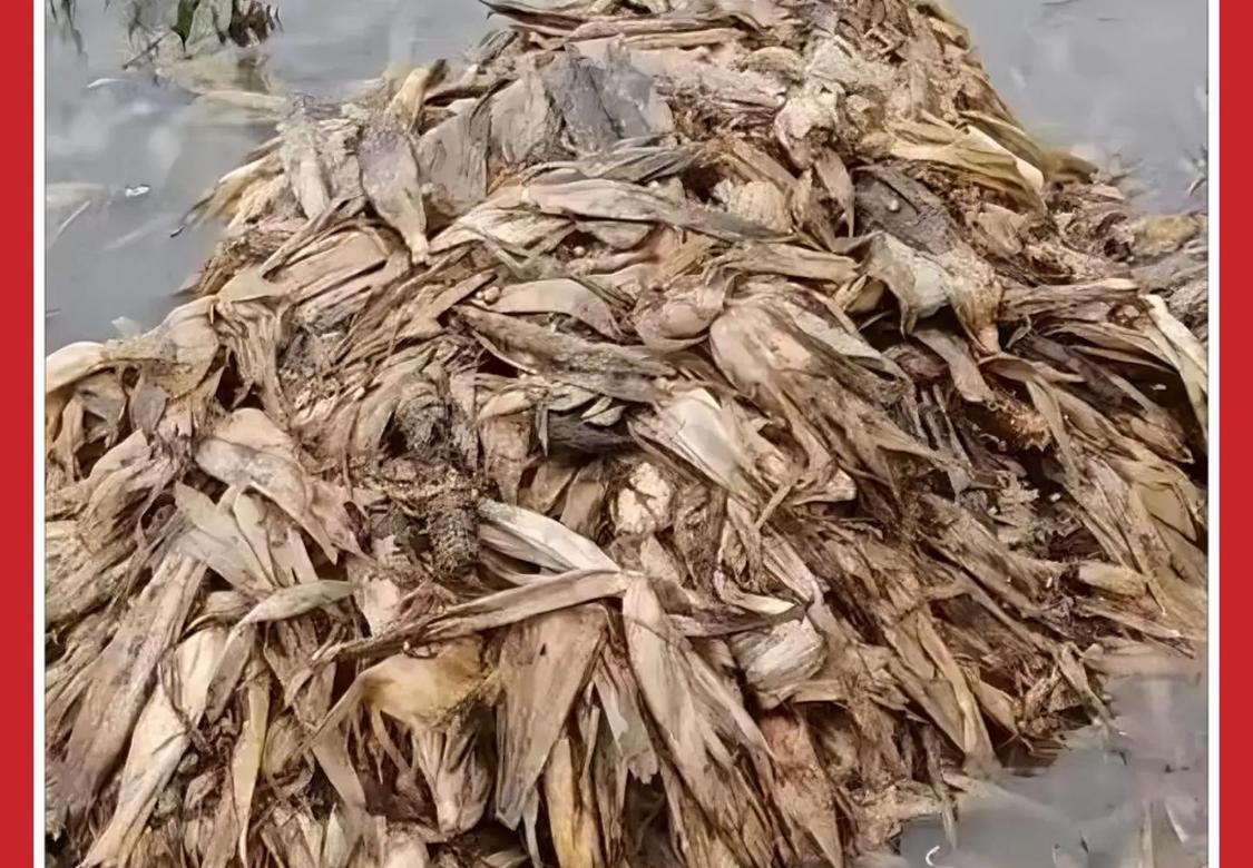 淄博公布73处玉米烘干点被质疑作秀，公布了玉米烘干点，但却无法提供烘干服务，农民