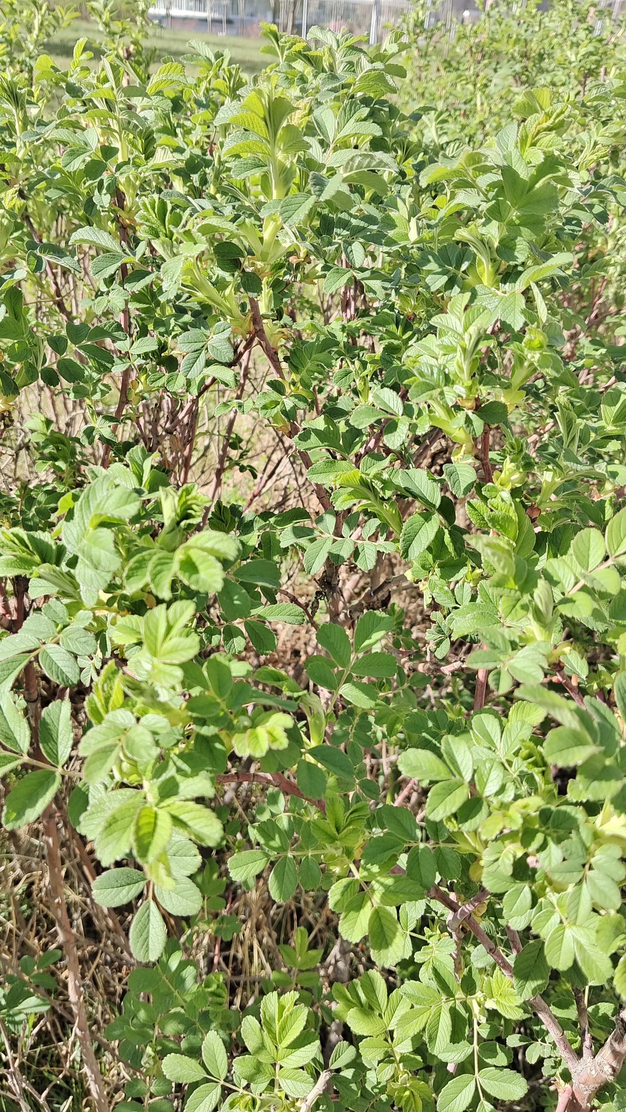 生机勃勃的绿色植物，大自然的清新气息扑面而来！🌿🌱