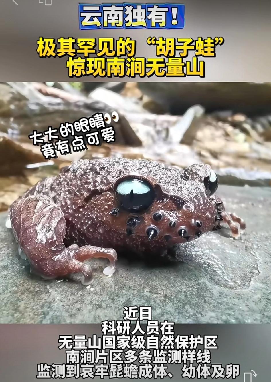 云南南涧无量山又有新发现！极其罕见的“胡子蛙”现身，这可是云南独有的物种。“胡子